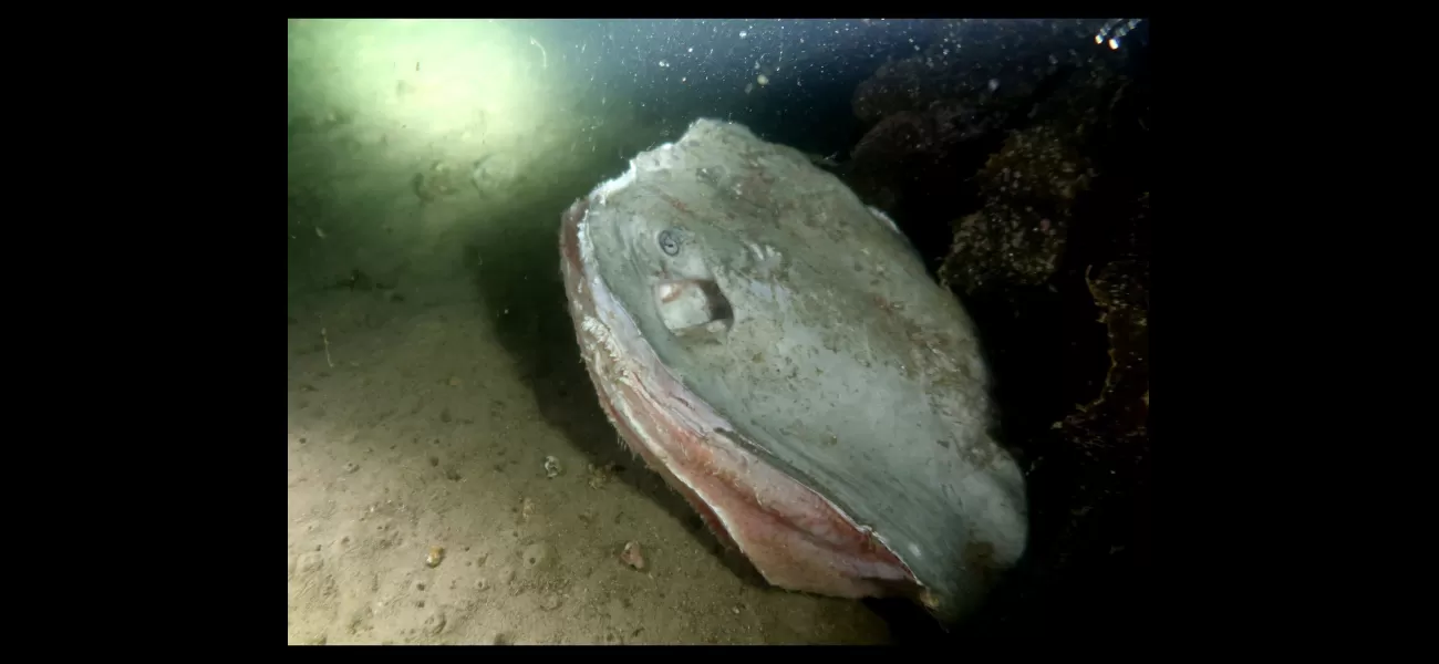 Residents shocked by discovery of mutilated stingray, believed to have been killed for sport or pleasure.