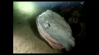 Residents shocked by discovery of mutilated stingray, believed to have been killed for sport or pleasure.