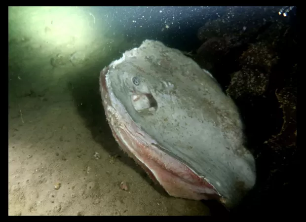 Residents shocked by discovery of mutilated stingray, believed to have been killed for sport or pleasure.