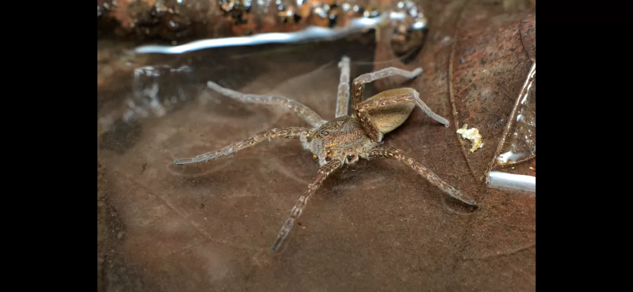 Large spiders that eat fish are returning to the UK.