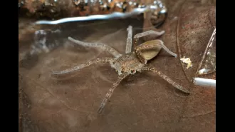 Large spiders that eat fish are returning to the UK.