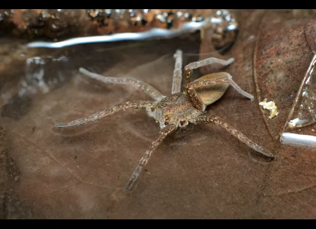 Large spiders that eat fish are returning to the UK.