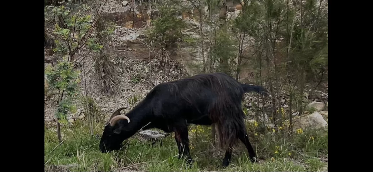 Local legend 'Garry the Goat' euthanized by vet following car accident.
