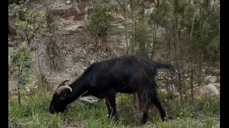 Local legend 'Garry the Goat' euthanized by vet following car accident.