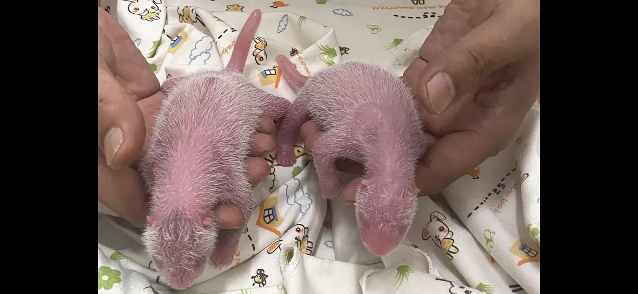 Ying Ying, a giant panda, has given birth for the first time in Hong Kong.