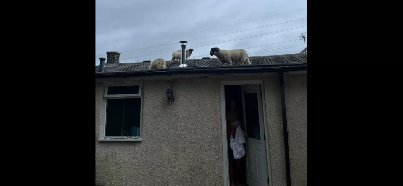 Sheep invade couple's rooftop, leaving them startled.