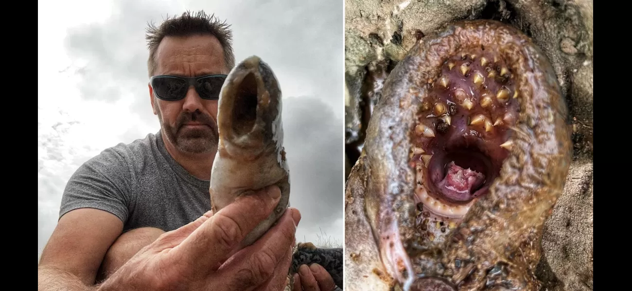 A man in Devon discovers a 1-meter-long 'vampire fish' with a mouth full of swirling teeth in a river.