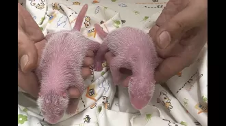 Ying Ying, a giant panda, has given birth for the first time in Hong Kong.