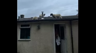 Sheep invade couple's rooftop, leaving them startled.