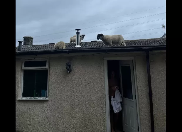 Sheep invade couple's rooftop, leaving them startled.