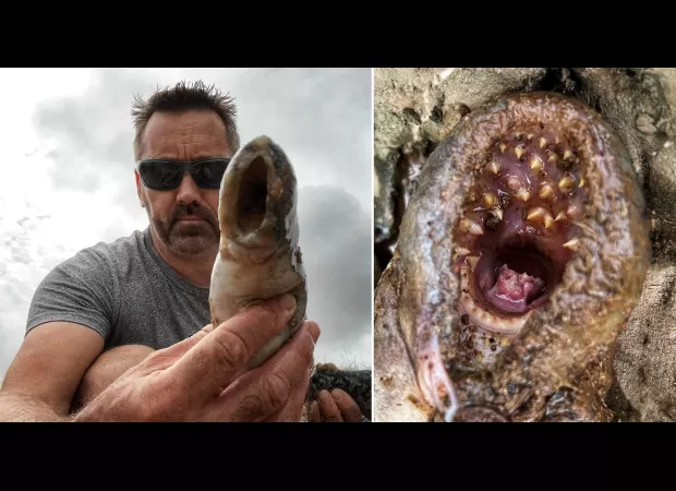 A man in Devon discovers a 1-meter-long 'vampire fish' with a mouth full of swirling teeth in a river.