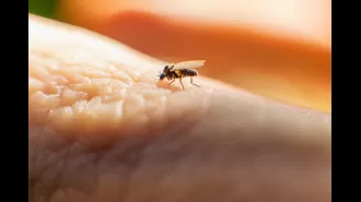 The latest information on the spread of 'sloth fever' to Europe.