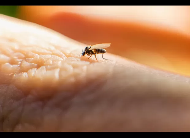 The latest information on the spread of 'sloth fever' to Europe.