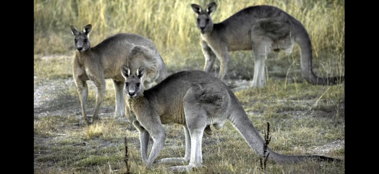 A man was fined $80,000 for having 71 dead kangaroos on his property.