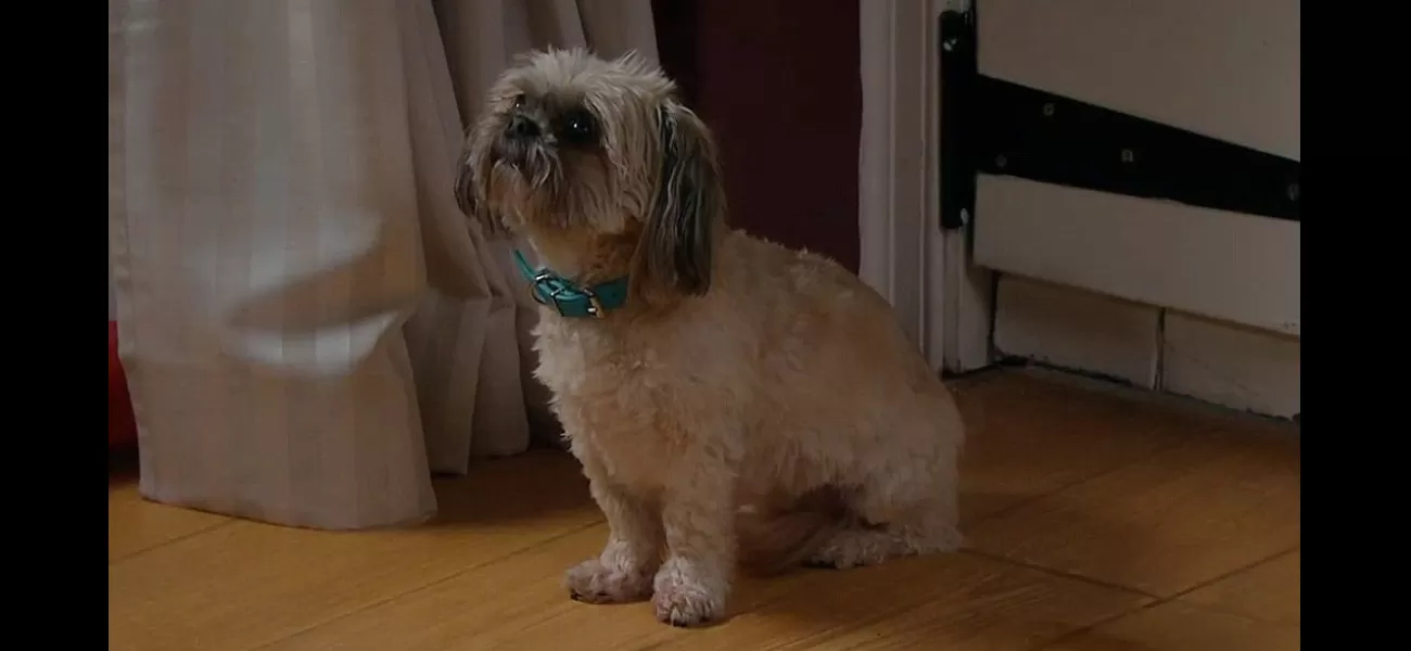 Fans of Emmerdale are outraged by the shocking death of Piper the dog and are expressing their horror on social media.