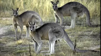 A man was fined $80,000 for having 71 dead kangaroos on his property.