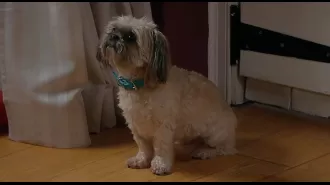 Fans of Emmerdale are outraged by the shocking death of Piper the dog and are expressing their horror on social media.