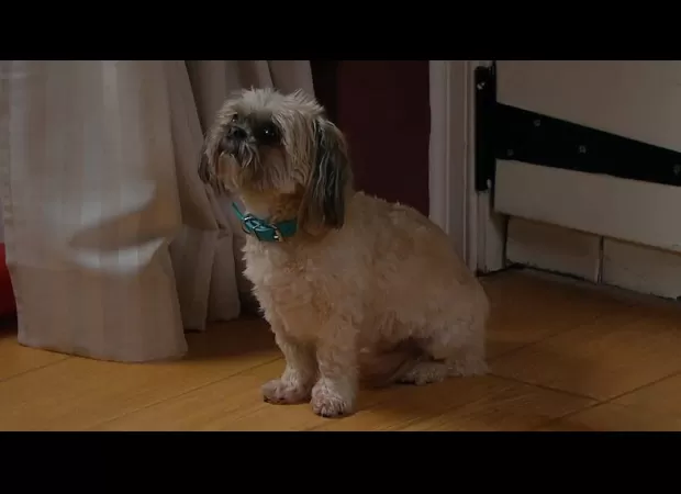 Fans of Emmerdale are outraged by the shocking death of Piper the dog and are expressing their horror on social media.