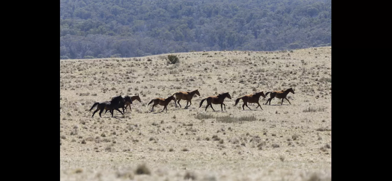 Australian authorities are allowed to continue culling large numbers of wild horses, despite a legal challenge against the practice.