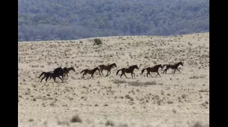 Australian authorities are allowed to continue culling large numbers of wild horses, despite a legal challenge against the practice.