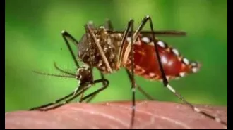 Rourkela witnessing increase in dengue cases.