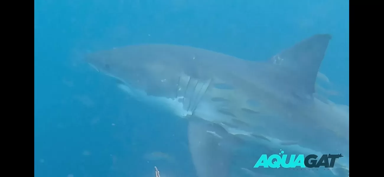 Man gets incredibly close to giant shark and it appears to be looking directly at him.