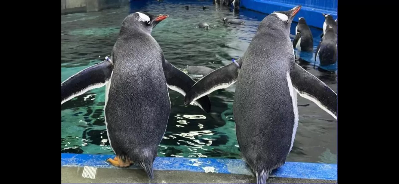 Famous gay penguin Sphen passes away at Sydney Aquarium.