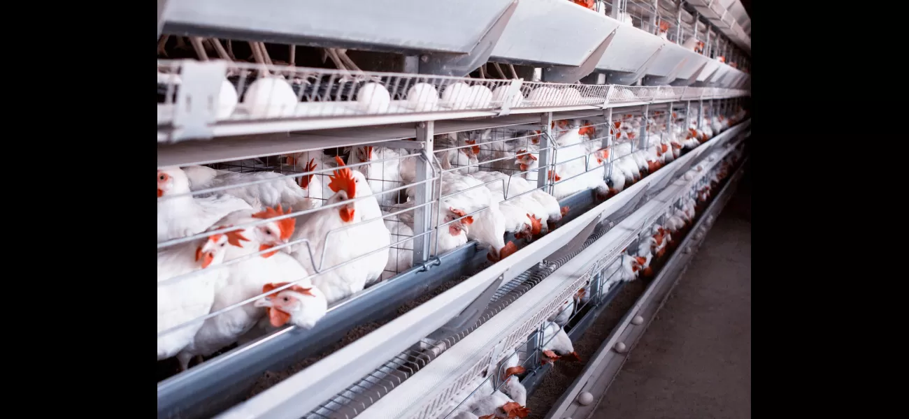 American farms could potentially be creating a breeding environment for a widespread outbreak of avian flu.