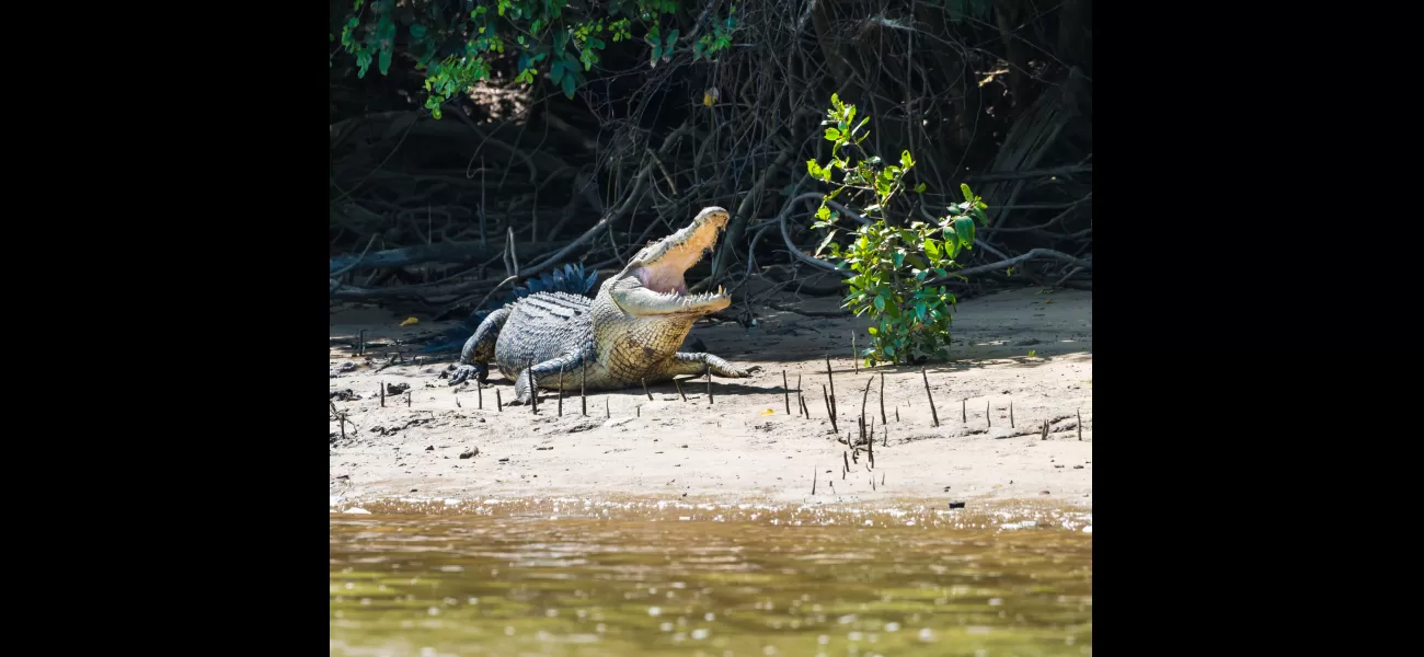 The debate over keeping crocodiles as pets heats up days before the NT election.