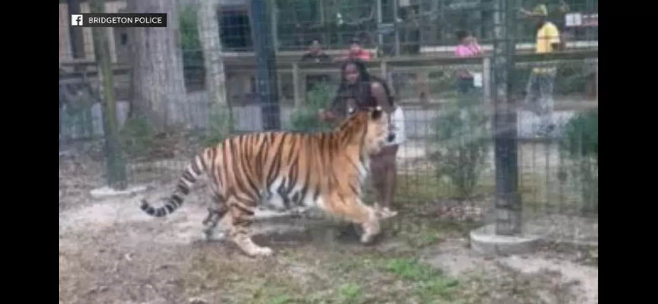 Woman nearly mauled by Bengal tiger after hopping fence at American zoo