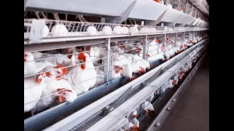 Bird flu pandemic feared due to US farms as potential breeding grounds.
