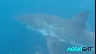 Man gets incredibly close to giant shark and it appears to be looking directly at him.