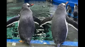 Famous gay penguin Sphen passes away at Sydney Aquarium.