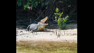 The debate over keeping crocodiles as pets heats up days before the NT election.