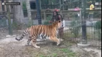 Woman nearly mauled by Bengal tiger after hopping fence at American zoo