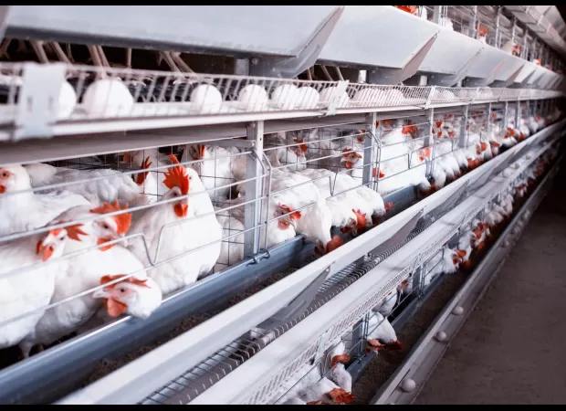 Bird flu pandemic feared due to US farms as potential breeding grounds.