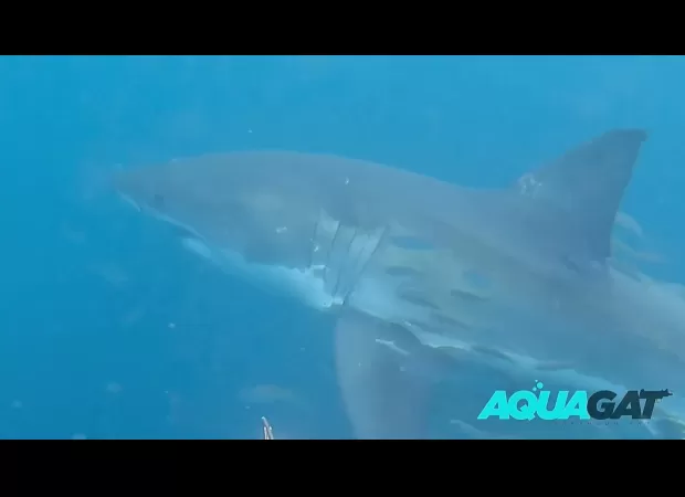 Man gets incredibly close to giant shark and it appears to be looking directly at him.