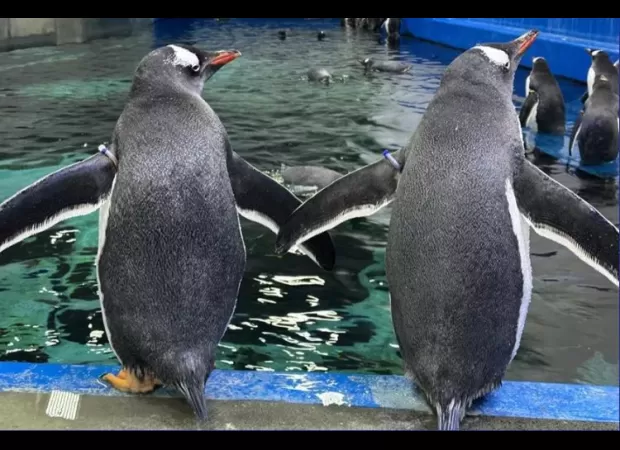 Famous gay penguin Sphen passes away at Sydney Aquarium.
