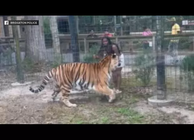 Woman nearly mauled by Bengal tiger after hopping fence at American zoo