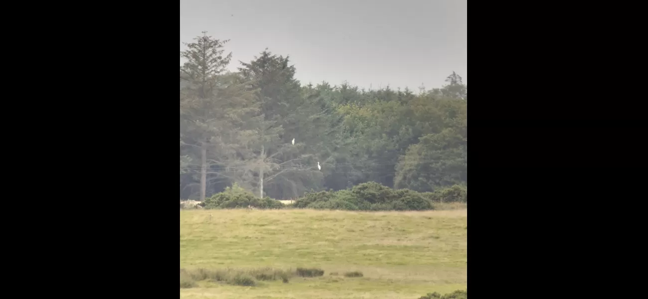Scotland's first successful Great White Egret fledging marks a milestone for the species in the country.