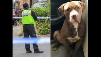 Authorities are searching for two dogs following a man's death in his garden, suspected to be caused by a dog attack.