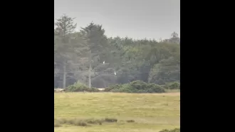 Scotland's first successful Great White Egret fledging marks a milestone for the species in the country.