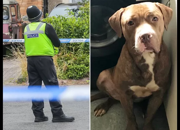 Authorities are searching for two dogs following a man's death in his garden, suspected to be caused by a dog attack.