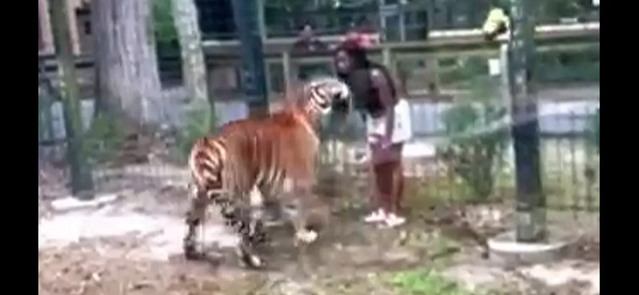 A woman taunted a tiger after jumping the zoo fence, but it ended in a brutal attack.