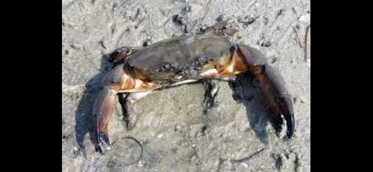 3 people arrested after mud crabs were confiscated from a bus.