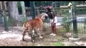 A woman taunted a tiger after jumping the zoo fence, but it ended in a brutal attack.