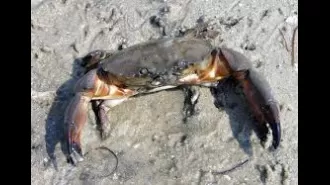 3 people arrested after mud crabs were confiscated from a bus.