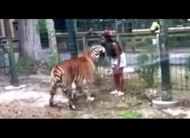 A woman taunted a tiger after jumping the zoo fence, but it ended in a brutal attack.