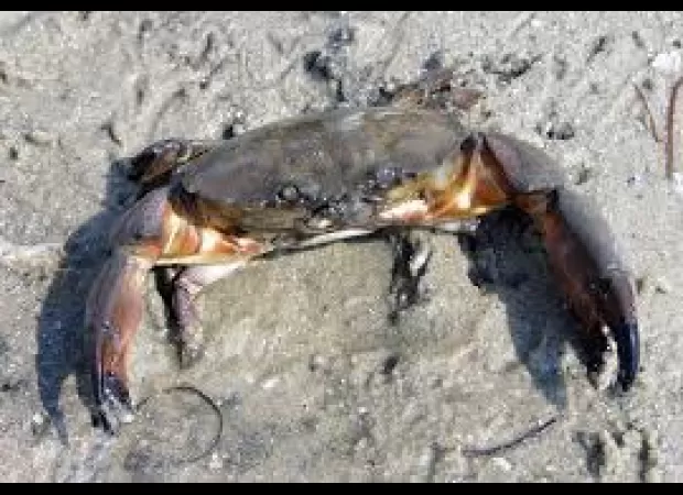 3 people arrested after mud crabs were confiscated from a bus.