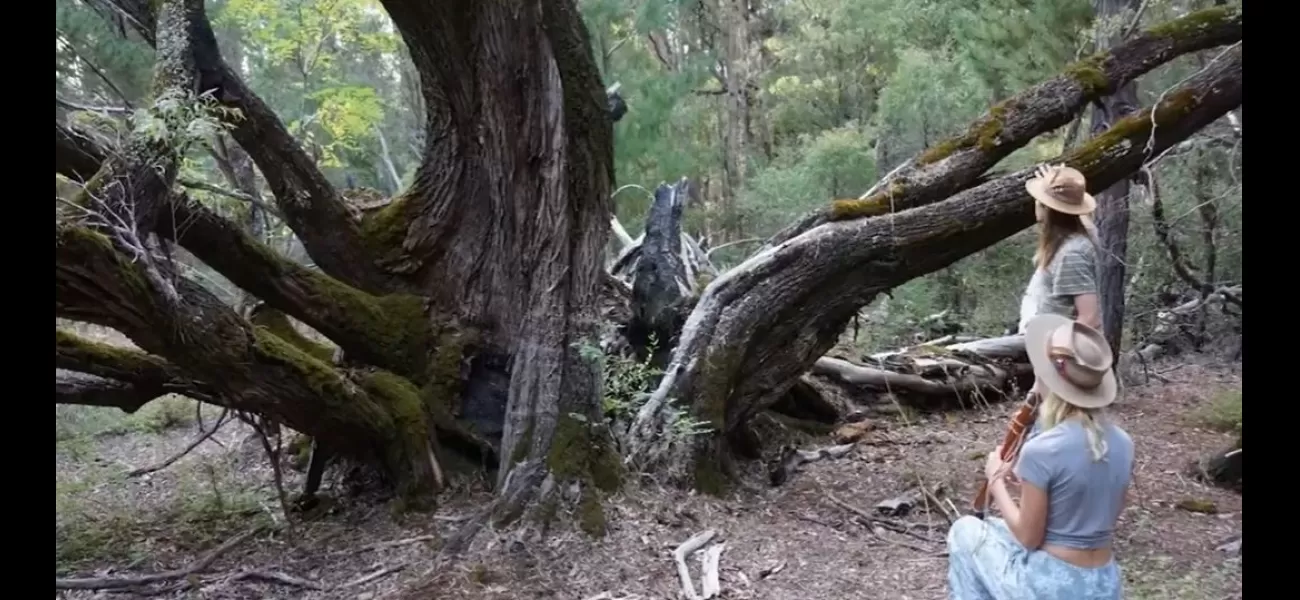 People are outraged about the destruction of an 800-year-old peppermint tree.
